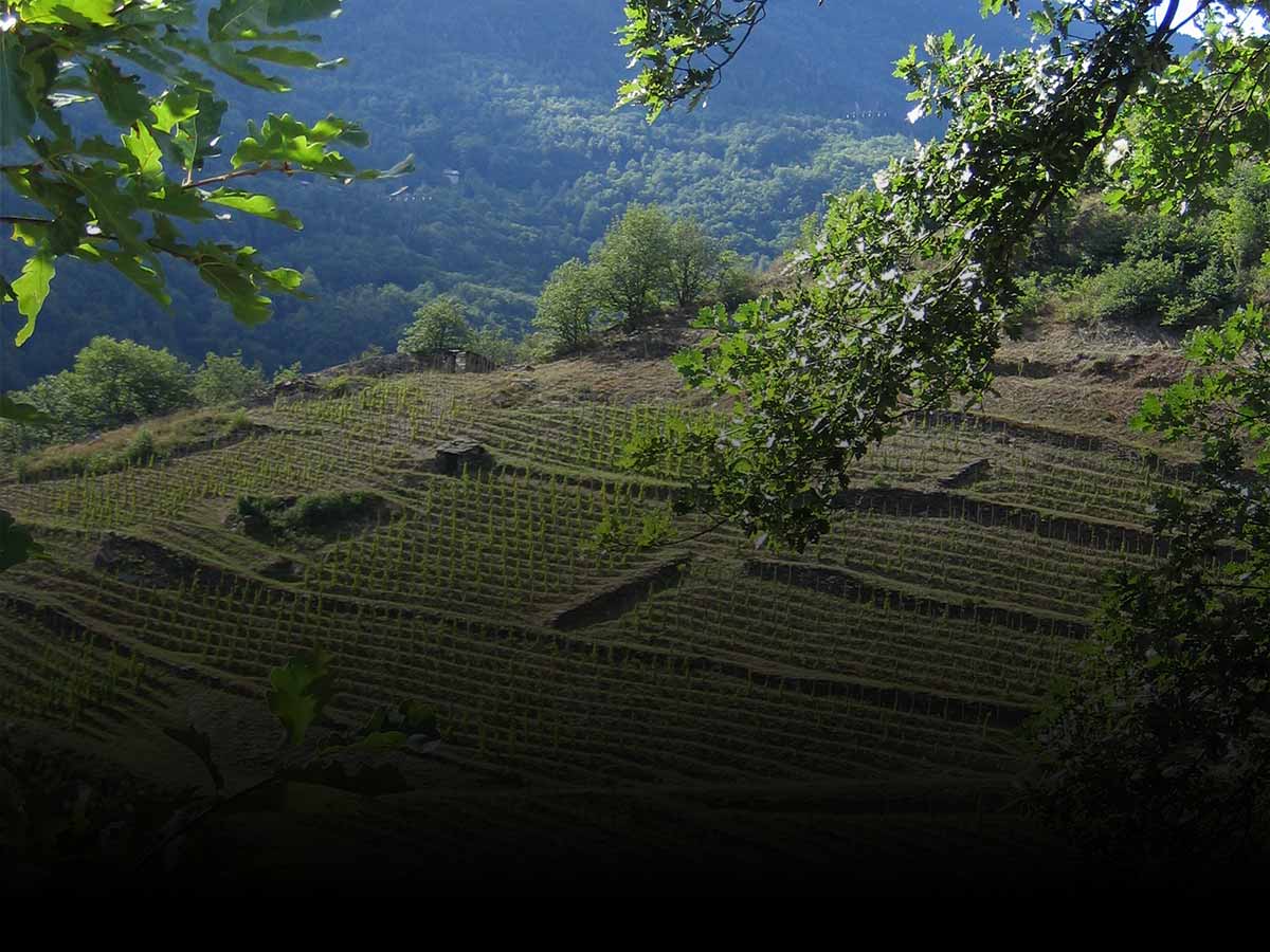 Vignes en terrasses du Domaine des Ardoisières dans un paysage de montagne en Savoie